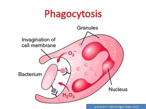 Immunity and its types: Innate and Acquired immunity