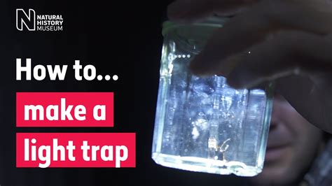 How to make a light trap to collect insects | Natural History Museum ...