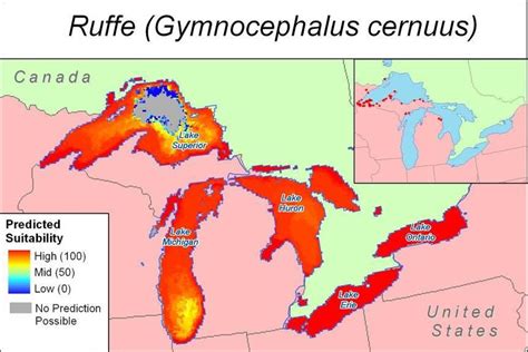 GARP-predicted habitat suitability of ruffe (Gymnocephalus cernuus) in ...