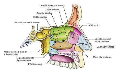 Nasal Cavity – Earth's Lab