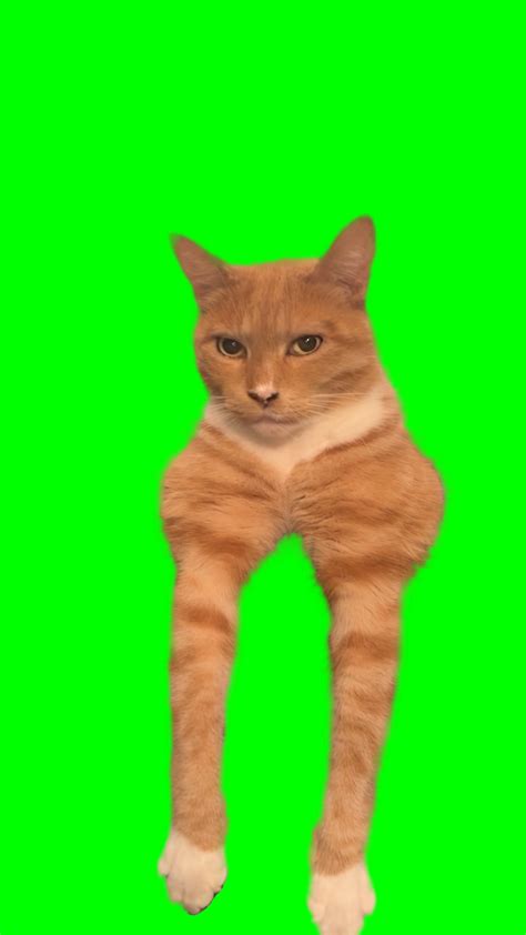 Orange Cat Mewing - Orange Cat Looksmaxxing meme (Green Screen ...