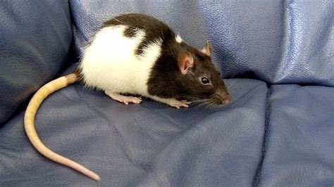 125+ Cute and Clever Names for Your Pet Rat - PetHelpful