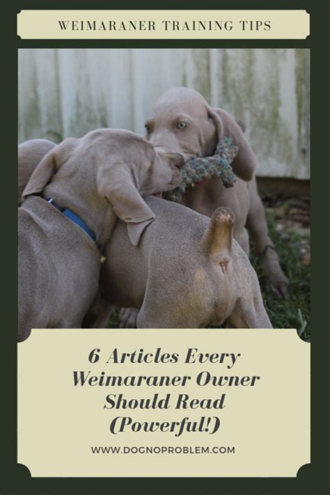 Weimaraner Training Tips - 6 Articles: Unique Suggestions ...