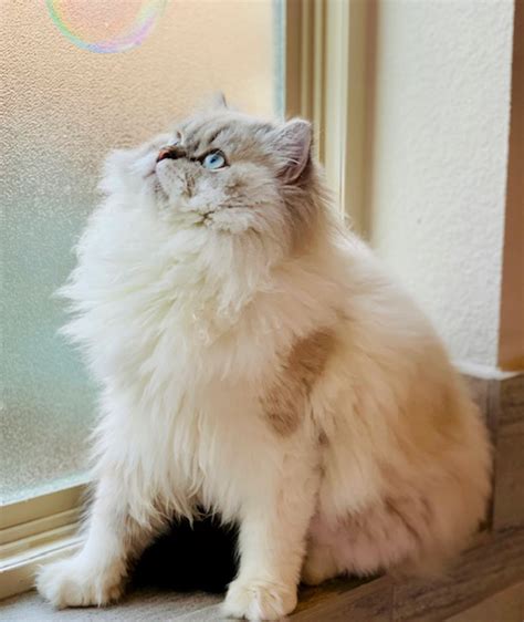 Seal Lynx Point Himalayan Cat in Texas | Perfect Persians