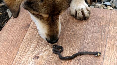 Snake Bites and Dogs | PetPartners Pet Insurance