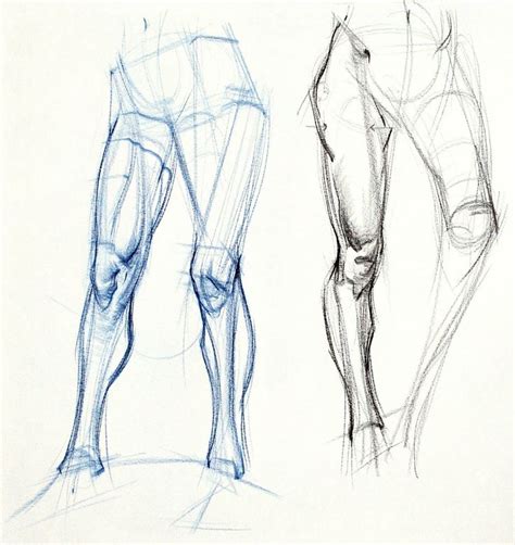 human legs anatomy | Anatomy art, Human anatomy art, Drawing legs