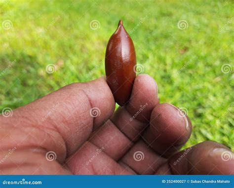 Madhuca Longifolia Fruit Seed. Stock Image - Image of wild, madhuka ...