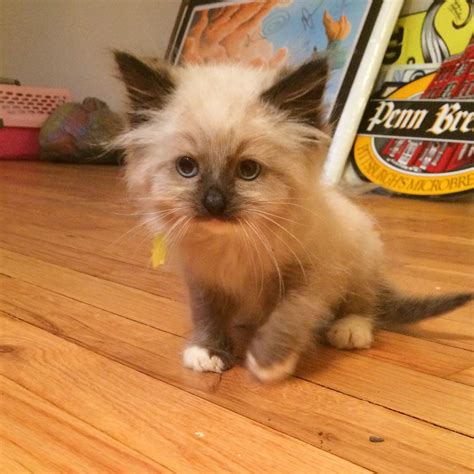 Meet our new Himalayan Maine coon mix kitten, Gus.