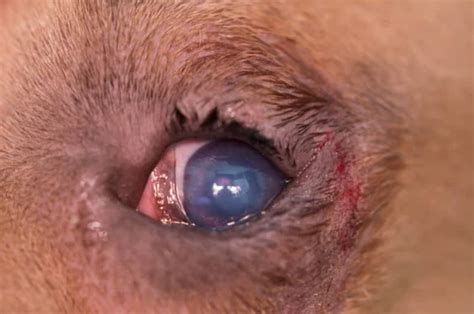 Entropion In Dogs: Inverted Eyelids | Kingsdale Animal Hospital