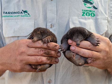 Zoo celebrates rare birth of two echidna puggles