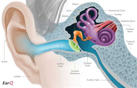 Pictures Of Inside A Human Ear - koibana.info | Middle ear, Inner ear ...