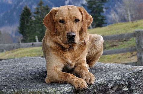 Labrador Retriever continuă să fie câinele preferat în SUA - Insolit ...