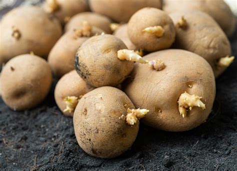 Chitting Potatoes Info – How To Sprout Potato Seeds