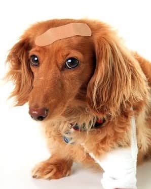 Injury, Surgery and Trauma in Dogs - Nzymes.COM