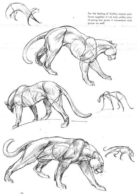 Art of Animal Drawing | Croquis animaux, Anatomie animale, Dessin anatomie