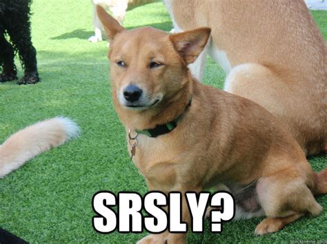 srsly? - Side Eye Dog - quickmeme