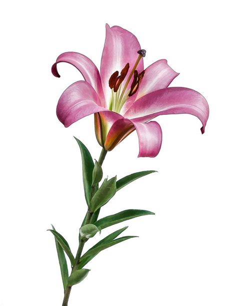 07-27 Stargazer Lily