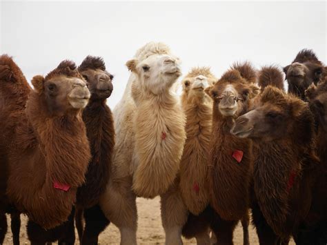 Herd of Bactrian camels of different colors in desert area · Free Stock ...