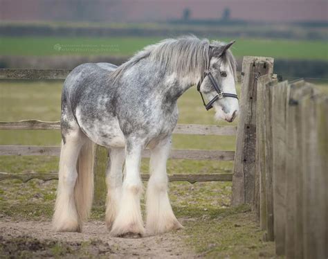 17 Best images about Horse Power - Heavy Horses on Pinterest | Sleigh ...