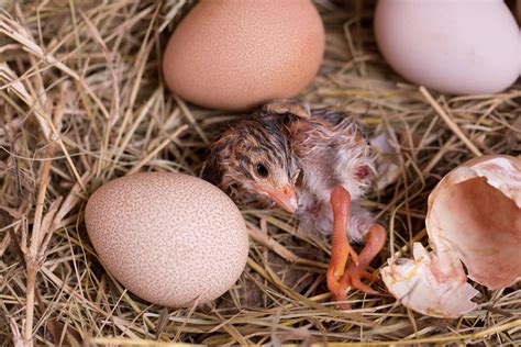 Everything Everyone Need To Know About Guinea Fowl Eggs | Kidadl