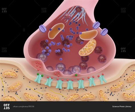 Illustration of a synapse cross-section. stock photo - OFFSET