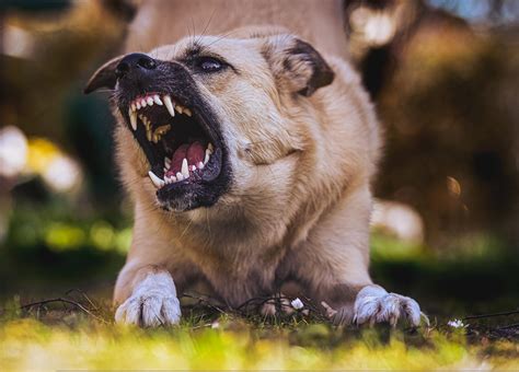 calmante pentru caini agresivi – Veterinar la domiciliu Bucuresti