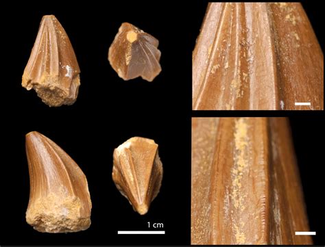 Fossil of mosasaur with bizarre 'screwdriver teeth' found in Morocco