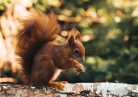 30 ANIMAIS que vivem em ÁRVORES - Características e curiosidades (com ...