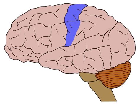 Sensory Cortex Location