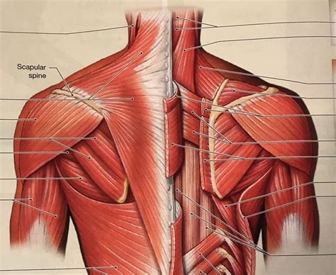 Muscles of Pectoral Girdle Diagram | Quizlet