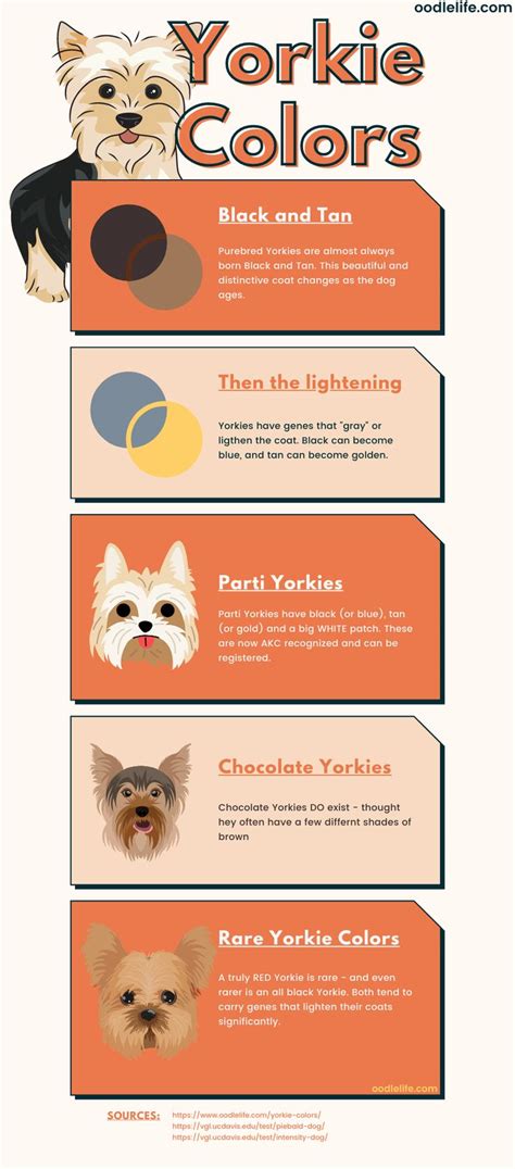 Yorkie Colors - Yorkshire Terrier Coat Colors [Photo Guide and ...