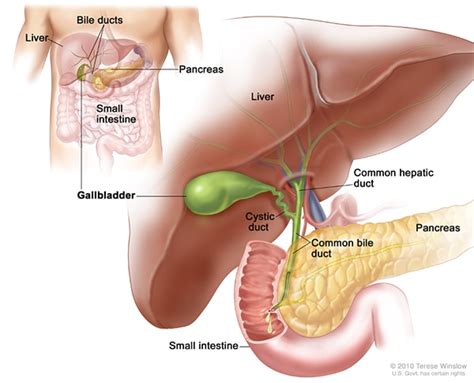 NATURAL REMEDIES FOR GALLSTONES: CAN THEY HELP? – Site Title