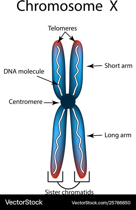 Labeled Chromosome Structure Diagram - img-probe