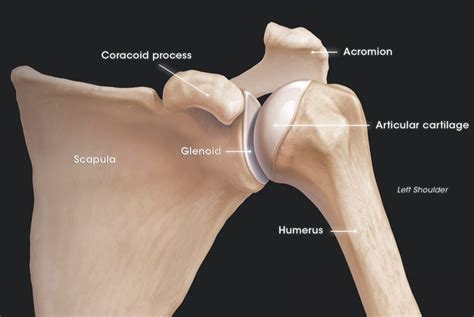 HUB: Shoulder - Nathan Faulkner, MD - Denver, CO