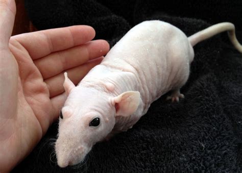 Hairy - hairless rat | Mascotas, Animales, Tiernas