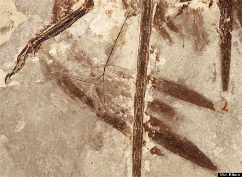 Microraptor Dinosaur Fossil Shows Crow-Like Creature Had Four Wings ...