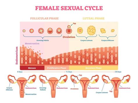 Peak Ovulation Day [How to Maximize Your Fertility] - Postpartum ...