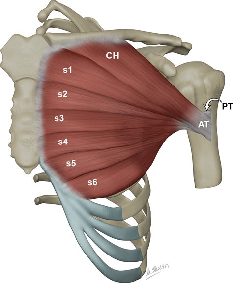 Pectoralis Major Clavicular