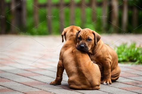 Two cute Rhodesian Ridgeback puppies | Animal Stock Photos ~ Creative ...