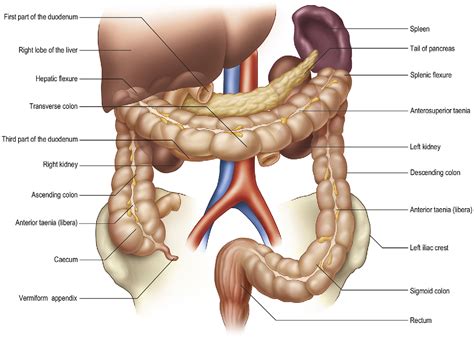 Anatomy of the caecum, appendix and colon - Surgery - Oxford ...