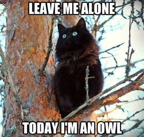 Cat - Leave me alone! Today I'm an owl - 9buz