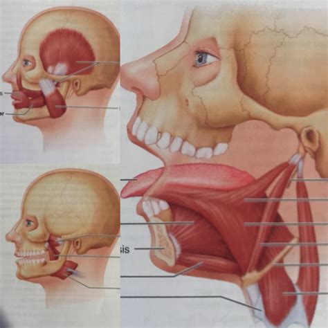 Muscles Promoting Tongue Movement