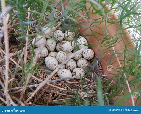 Quail Eggs stock photo. Image of eating, fragility, biological - 52757430