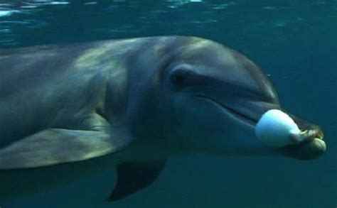 Dolphins Deliberately Get High On Toxins Emitted From Chewing Puffer Fish