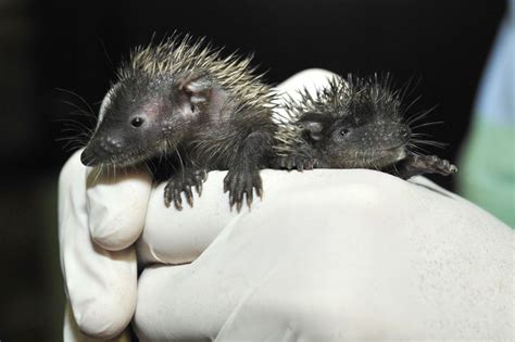 Tenrec - ZooBorns