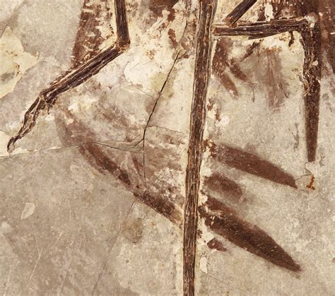 Tiny Dino: Reconstructing Microraptor's Black Feathers | Live Science