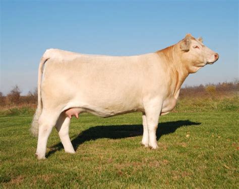 Charolais Cow | Farm animals, Beef cattle, Livestock