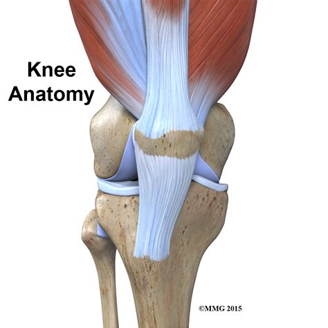 Physical Therapy in Conway for Knee - Anatomy