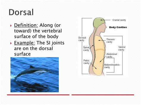 Dorsal Definition Anatomy - Anatomical Charts & Posters