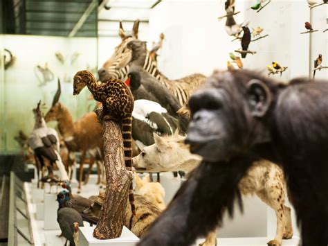 Zoological Museum at the University of Zurich | zuerich.com